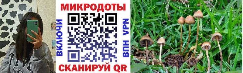 Галлюциногенные грибы Psilocybine cubensis  Мыски 